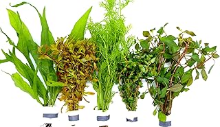 5 Bund mehr als 30 Stängel Aquarienpflanzen Wasserpflanzen, Bundpflanzen