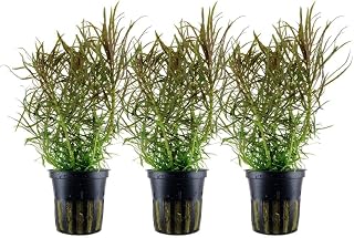 AquaOne Aquarium Pflanze 3 Stück Pogostemon stellatus Stängelpflanze | voll durchwurzelt Aquasc…