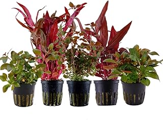 AquaOne Aquarium Pflanzen 5x Wasserpflanzen Rote Aquarienpflanzen