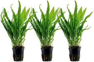 AquaOne Aquarium Pflanze 3 Stück Microsorum pteropus Wurzelstock/Rhizom