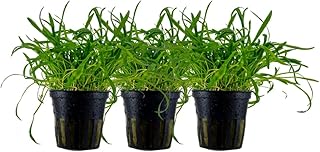 AquaOne Aquarium Pflanze 3 Stück Lilaeopsis brasiliensis Aquascaping