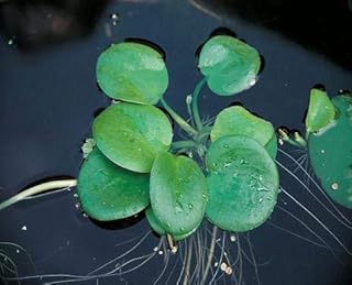 Froschbiss/Limnobium laevigatum – Aquariumpflanzen – Schwimmpflanze (1 Pflanze)