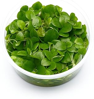 Limnobium laevigatum Südamerikanischer Froschbiss – in vitro 8,5cm Bechergröße – in vitro Wass…